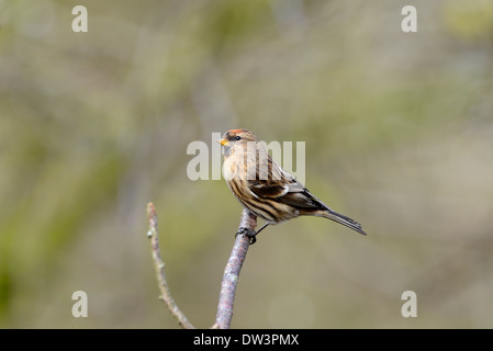 redpoll minore (cabaret di Acanthis) arroccato su un ramoscello. Foto Stock