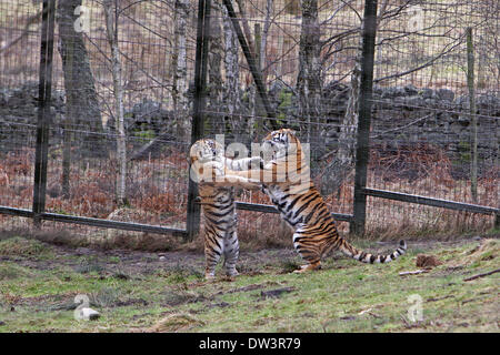 Kingcraig, UK. 26 Febbraio, 2014. Due giovani di Amur cuccioli di tigre spar insieme nella Highland Wildlife Park Credit: Keith Larby/Alamy Live News Foto Stock