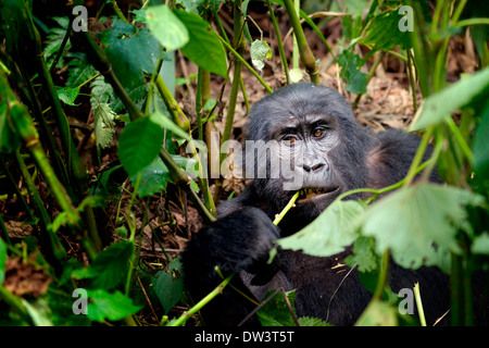 Un abituare i giovani gorilla di montagna (Gorilla beringei beringei) mastica su una pianta stelo nella Foresta impenetrabile di Bwindi, Uganda. Foto Stock