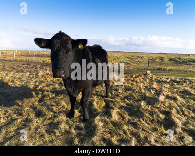 dh bovini bovini bovini Regno Unito giovani bovini neri scozzesi Bestiame Orkney Sanday Scozia Foto Stock