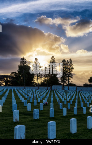 Il sorgere del sole su alberi di pino a Fort Rosecrans Cimitero Nazionale. San Diego, California, Stati Uniti. Foto Stock