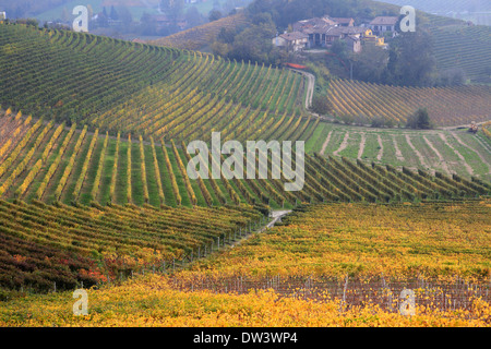 Agriturismo cantina vigneto nelle Langhe, Piemonte, Italia Foto Stock