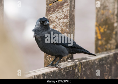 Taccola (Corvus monedula), appollaiato sulla staccionata in legno, costa, Norfolk, Regno Unito Foto Stock