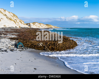 Dh Newark Bay SANDAY ORKNEY Kelp cantra di spiaggia e dune di sabbia delle alghe marine in Scozia Foto Stock