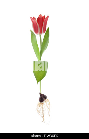 Red tulip pinocchio Foto Stock