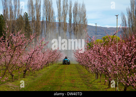 La spruzzatura per i parassiti in frutteti in fiore in primavera, Earnscleugh, nelle vicinanze Alexandra di Central Otago, Isola del Sud, Nuova Zelanda Foto Stock
