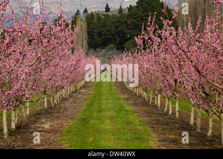 Per frutteti in fiore in primavera, Earnscleugh, nelle vicinanze Alexandra di Central Otago, Isola del Sud, Nuova Zelanda Foto Stock