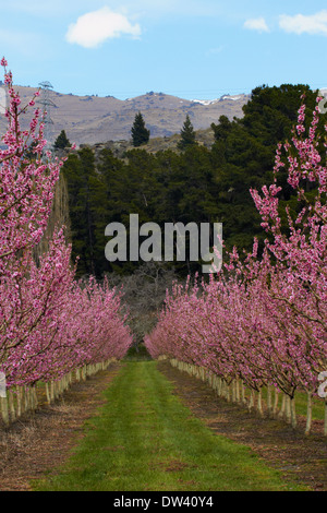 Per frutteti in fiore in primavera, Earnscleugh, nelle vicinanze Alexandra di Central Otago, Isola del Sud, Nuova Zelanda Foto Stock