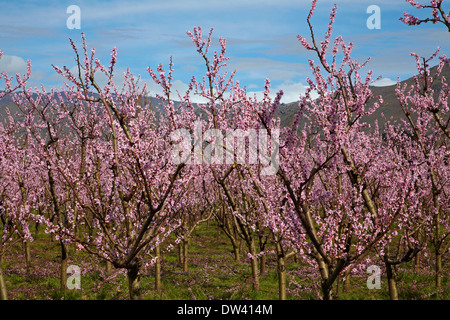 Per frutteti in fiore in primavera, Earnscleugh, nelle vicinanze Alexandra di Central Otago, Isola del Sud, Nuova Zelanda Foto Stock