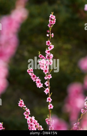 Per frutteti in fiore in primavera, Earnscleugh, nelle vicinanze Alexandra di Central Otago, Isola del Sud, Nuova Zelanda Foto Stock