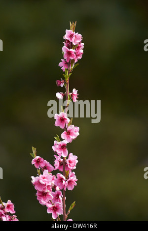 Per frutteti in fiore in primavera, Earnscleugh, nelle vicinanze Alexandra di Central Otago, Isola del Sud, Nuova Zelanda Foto Stock
