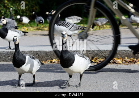 Oche nel parco prima di spostare bikeway ciclista Foto Stock