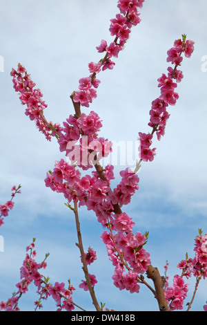 Per frutteti in fiore in primavera, Earnscleugh, nelle vicinanze Alexandra di Central Otago, Isola del Sud, Nuova Zelanda Foto Stock