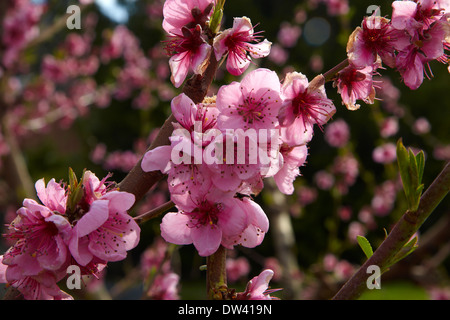 Per frutteti in fiore in primavera, Earnscleugh, nelle vicinanze Alexandra di Central Otago, Isola del Sud, Nuova Zelanda Foto Stock