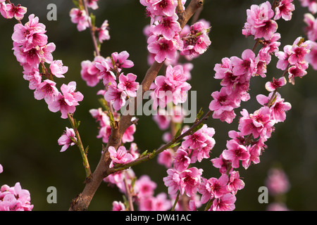 Per frutteti in fiore in primavera, Earnscleugh, nelle vicinanze Alexandra di Central Otago, Isola del Sud, Nuova Zelanda Foto Stock