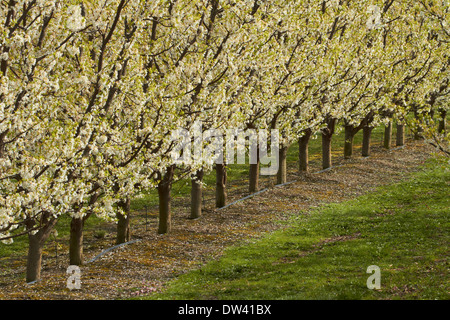 Per frutteti in fiore in primavera, Earnscleugh, nelle vicinanze Alexandra di Central Otago, Isola del Sud, Nuova Zelanda Foto Stock