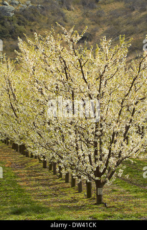 Per frutteti in fiore in primavera, Earnscleugh, nelle vicinanze Alexandra di Central Otago, Isola del Sud, Nuova Zelanda Foto Stock
