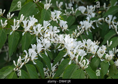 Caprifoglio Amur (Lonicera maackii) Foto Stock