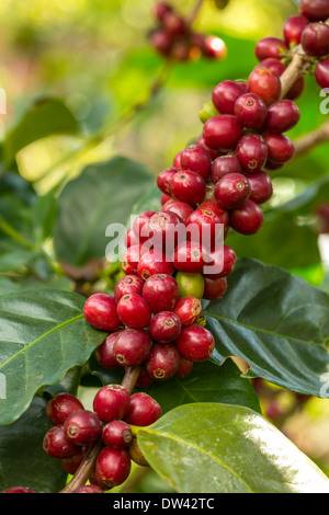 I chicchi di caffè maturazione su un albero Foto Stock