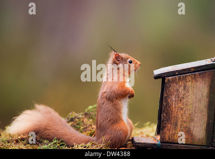 Scoiattolo rosso Sciurus vulgaris nel bosco scozzese Foto Stock