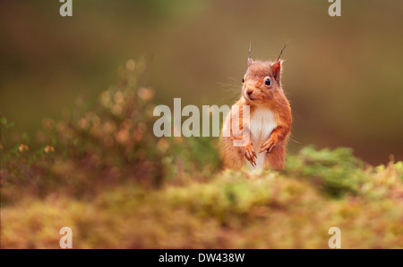 Scoiattolo rosso Sciurus vulgaris nel bosco scozzese Foto Stock
