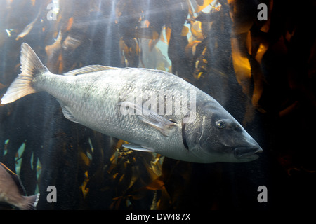 Riprese ravvicinate del maine la vita in un acquario Foto Stock