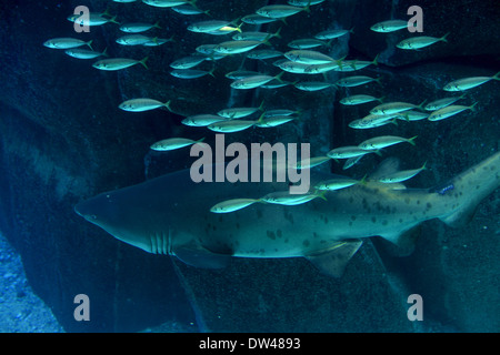 Riprese ravvicinate del maine la vita in un acquario Foto Stock