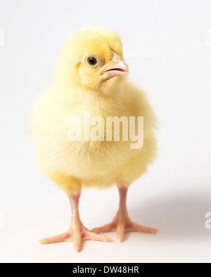 Un unico pollo pulcino su sfondo bianco Foto Stock