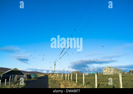 Dh storni BIRD UK stormo di uccelli Starling sul cavo elettrico linee Foto Stock