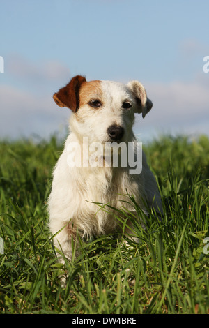 Cane Jack Russel Terrier / adulti ( filo capelli ) seduti in un prato Foto Stock