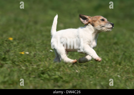 Cane Jack Russel Terrier / cucciolo in esecuzione in un prato Foto Stock