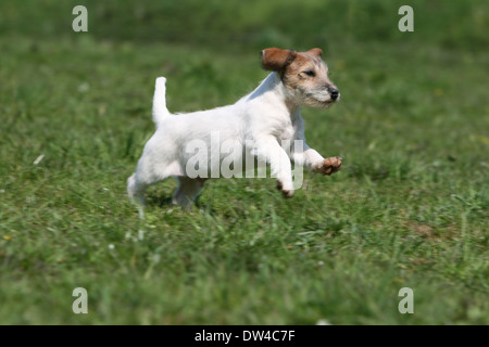 Cane Jack Russel Terrier / cucciolo in esecuzione in un prato Foto Stock