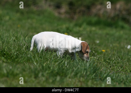 Cane Jack Russel Terrier / cucciolo (filo ) per capelli profumati in un prato Foto Stock