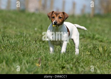 Cane Jack Russel Terrier / adulti in piedi con un fiore nella sua bocca in un prato Foto Stock