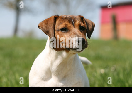 Cane Jack Russel Terrier / adulti ritratto Foto Stock