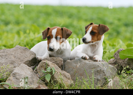 Cane Jack Russel Terrier / due cuccioli che giace sulle rocce Foto Stock