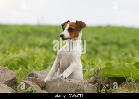 Cane Jack Russel Terrier / adulti in piedi su una roccia Foto Stock