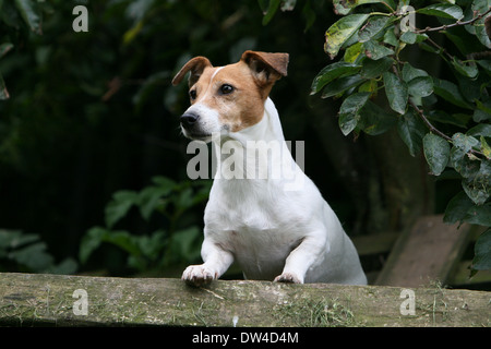 Cane Jack Russel Terrier / adulti in piedi in un prato Foto Stock