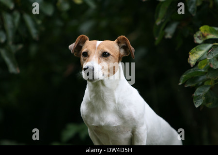 Cane Jack Russel Terrier / adulti ritratto Foto Stock