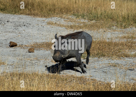 Una coppia di facoceri rendere i combattimenti durante la deambulazione safari condotta nelle vicinanze di Camp Eagle Island Camp da Orient Express Foto Stock