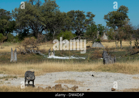 Una coppia di facoceri rendere i combattimenti durante la deambulazione safari condotta nelle vicinanze di Camp Eagle Island Camp da Orient Express Foto Stock