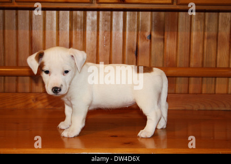 Cane Jack Russel Terrier / cucciolo casa permanente Foto Stock