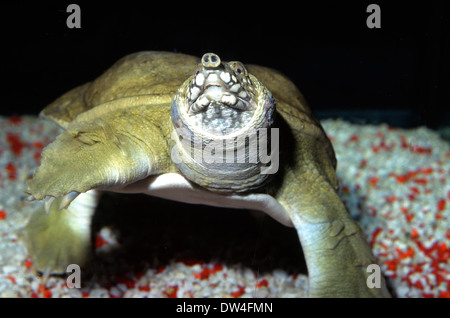 Chinese softshell turtle Pelodiscus sinensis, Trionychidae, Asia Foto Stock