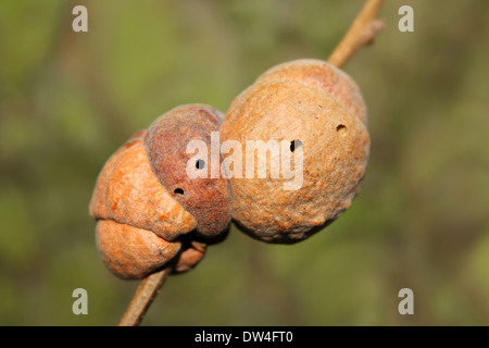 Galli sulla Turchia Oak Quercus cerris causato dalla Cynipid Gall Wasp Aphelonyx cerricola Foto Stock