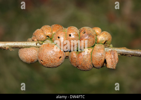 Galli sulla Turchia Oak Quercus cerris causato dalla Cynipid Gall Wasp Aphelonyx cerricola Foto Stock