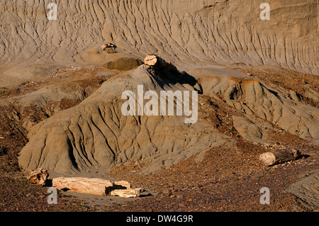 Tronchi di scimmia pietrificato Puzzle alberi (Araucaria mirabilis) vicino Sarmiento, Chubut Provincia, Patagonia, Argentina Foto Stock