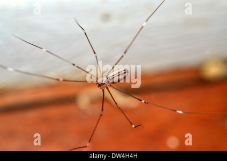 Pholcidae, comunemente noto come cantina spider o daddy long-gambe spider, mancante 1 gamba Foto Stock