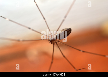 Pholcidae, comunemente noto come cantina spider o daddy long-gambe spider, mancante 1 gamba Foto Stock