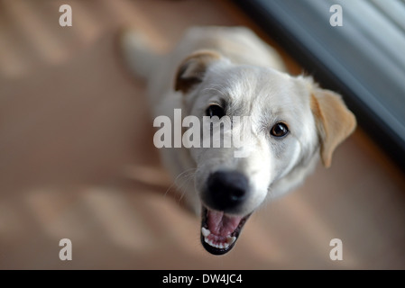 Carino di razza mista cucciolo in casa Foto Stock
