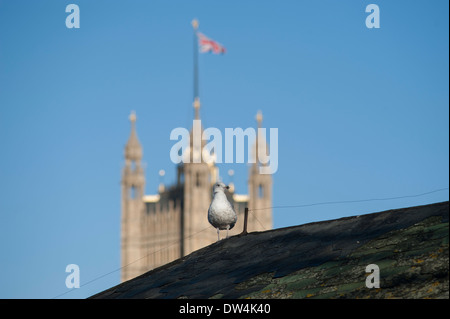 Aringa immaturi Gabbiano sul tetto nella parte anteriore della Victoria Tower, Palazzo di Westminster, Londra centrale Foto Stock